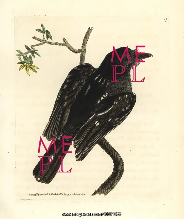 : Slaty antshrike, Thamnophilus punctatus : Slaty antshrike, Thamnophilus punctatus
