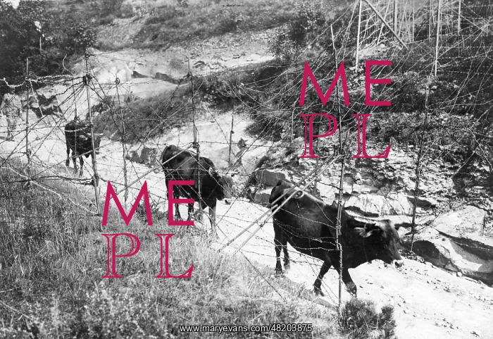 : Slaughter cattle for the soldiers, 1916 : Slaughter cattle for the soldiers, 1916