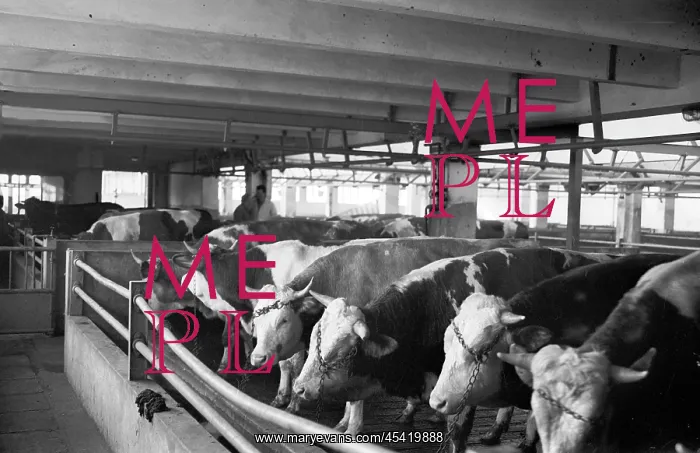 : Slaughter house - beef - bulls : Slaughter house - beef - bulls