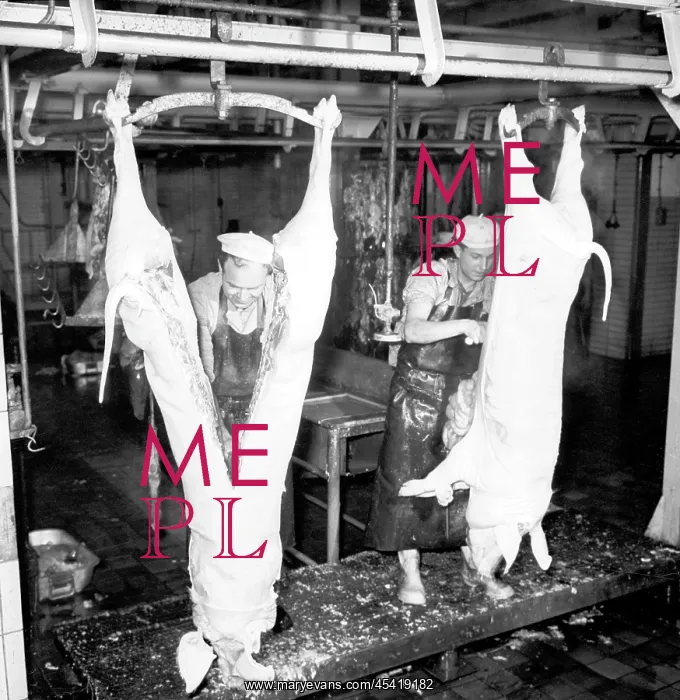 : Slaughter house - pigs - pork : Slaughter house - pigs - pork
