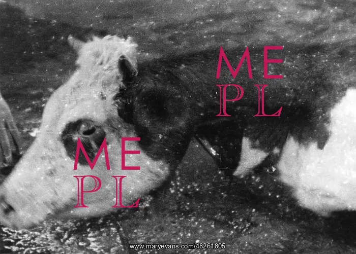 : Slaughtered cow, 1930s : Slaughtered cow, 1930s