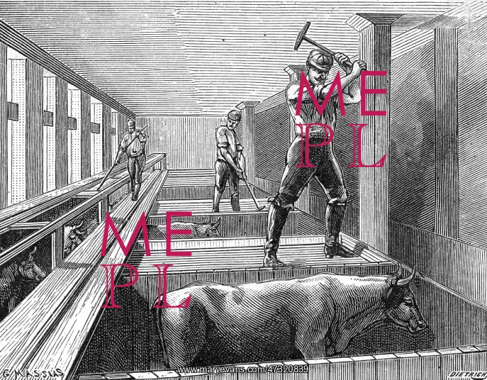 : SLAUGHTERING BEEF 1895 : SLAUGHTERING BEEF 1895
