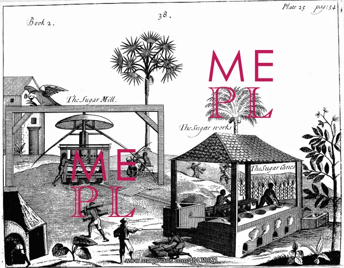 : Slave labour on a sugar plantation in the West : Slave labour on a sugar plantation in the West