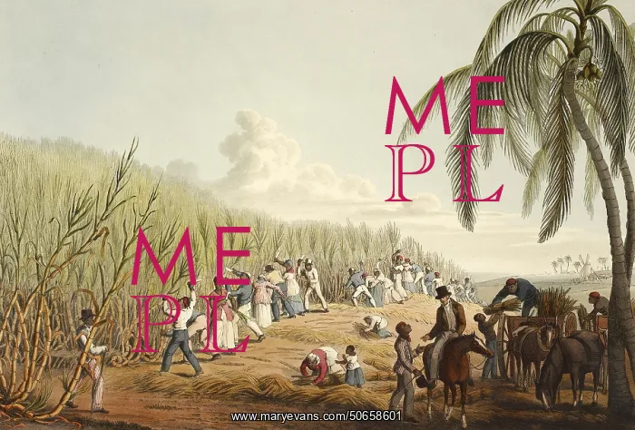 : Slaves Cutting Sugar Cane, 1823 : Slaves Cutting Sugar Cane, 1823