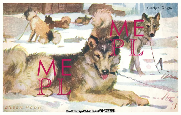 : Sledge Dogs : Sledge Dogs