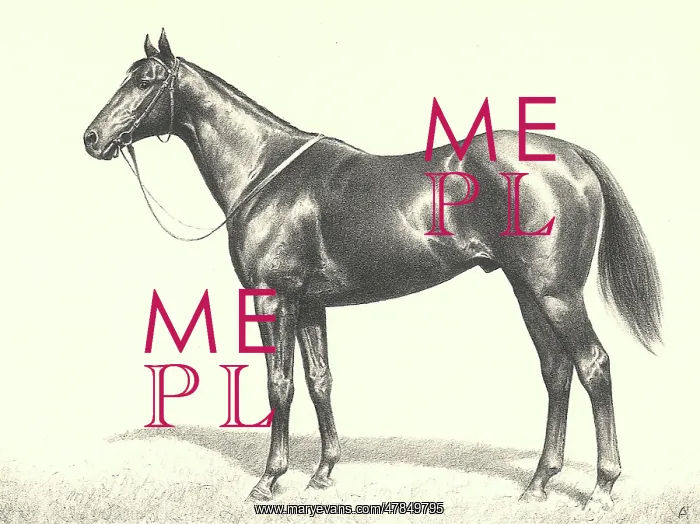  : Sleek Horse with Bridle