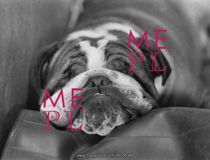  : Sleeping bulldog
