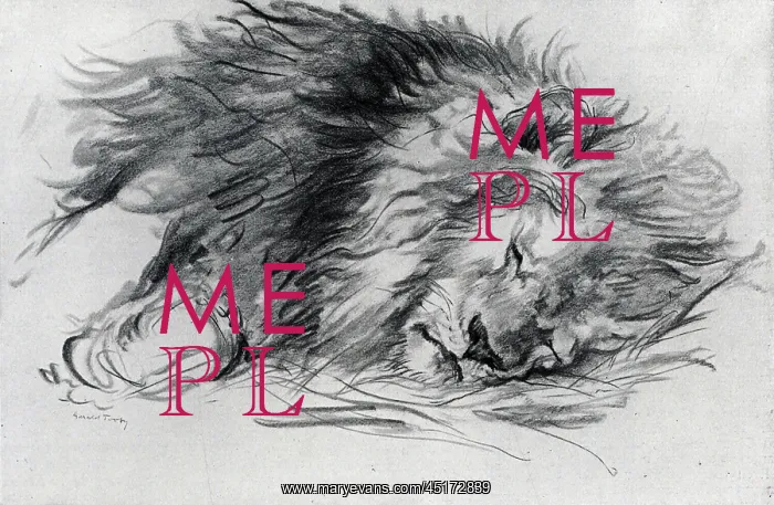 : Sleeping Lion : Sleeping Lion