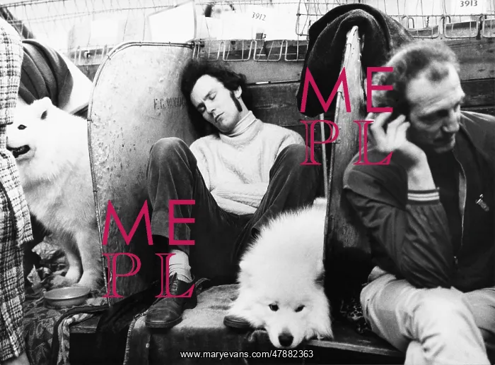 : Sleeping at the Manchester Dog Show circa 1970 : Sleeping at the Manchester Dog Show circa 1970