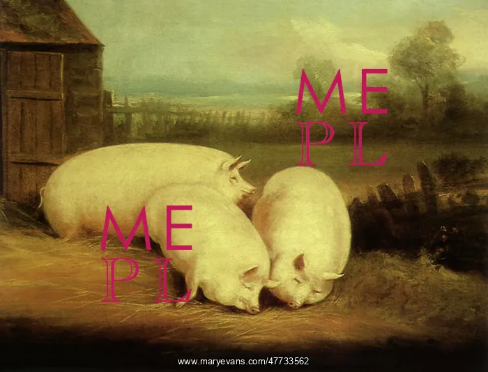  : Sleeping Pigs