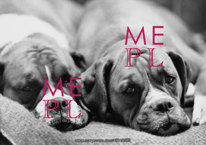 : Two sleepy boxer dogs : Two sleepy boxer dogs