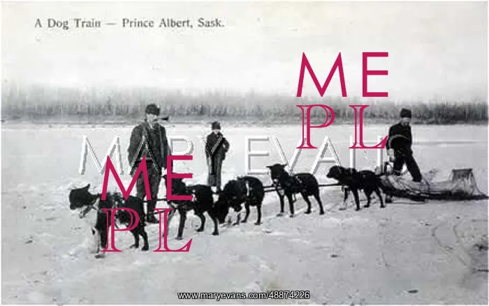 : SLEIGH DOGS IN CANADA : SLEIGH DOGS IN CANADA