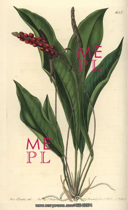 : Slender anthurium, Anthurium gracile : Slender anthurium, Anthurium gracile