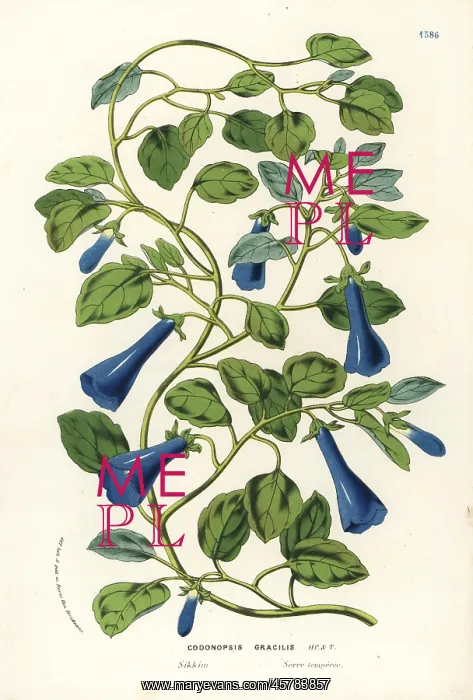 : Slender bonnet bellflower, Codonopsis gracilis : Slender bonnet bellflower, Codonopsis gracilis