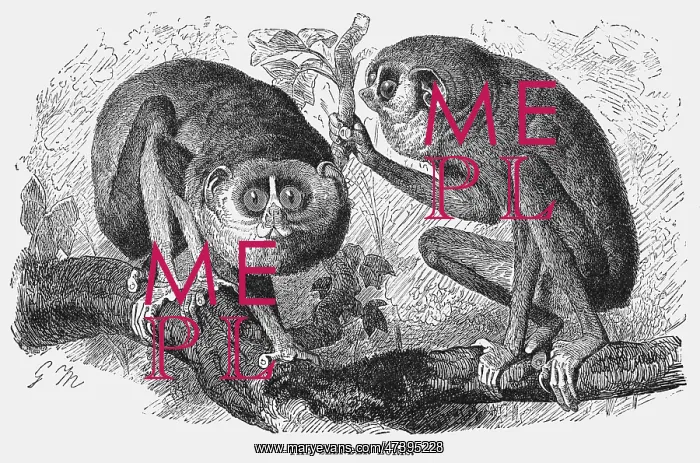 : SLENDER LORIS : SLENDER LORIS