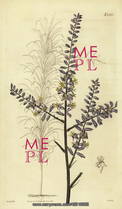 : Slender palm lily, Cordyline stricta : Slender palm lily, Cordyline stricta