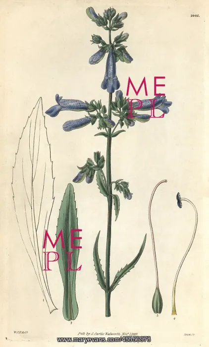 : Slender penstemon, Penstemon gracilis : Slender penstemon, Penstemon gracilis