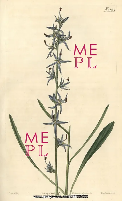 : Slender rampion, Phyteuma stricta : Slender rampion, Phyteuma stricta