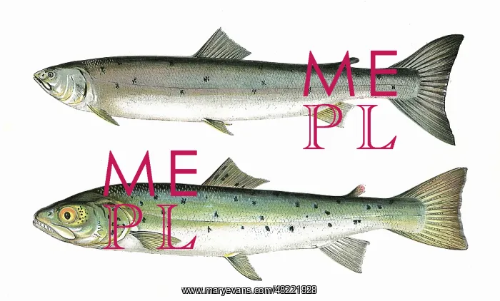 : Slender Salmon and Blue Pole : Slender Salmon and Blue Pole
