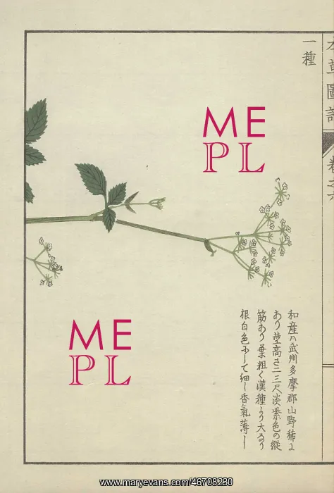 : Slender stem with a few leaves crowned with : Slender stem with a few leaves crowned with