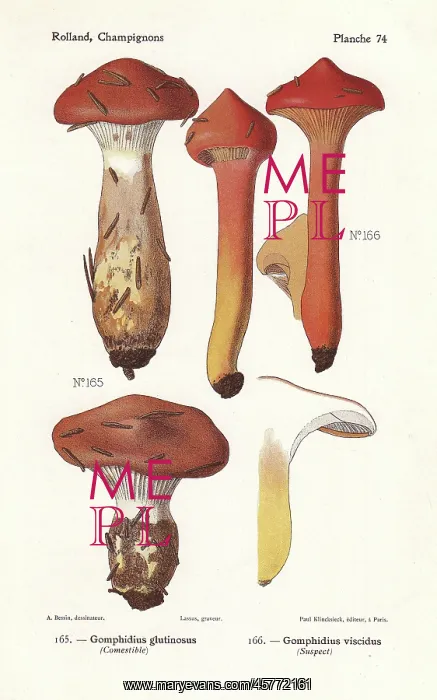 : Slimy spike-cap mushrooms : Slimy spike-cap mushrooms