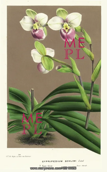  : Slipper orchid, Phragmipedium schlimii