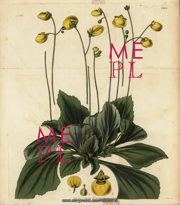 : Slipperwort, Calceolaria biflora : Slipperwort, Calceolaria biflora