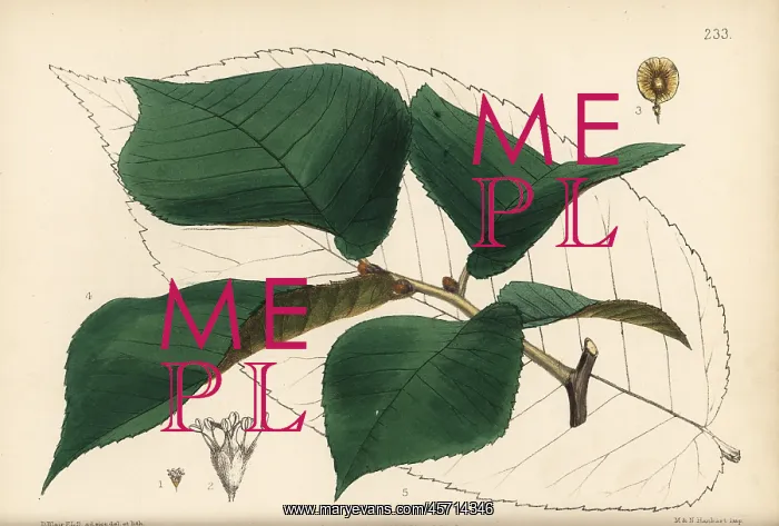  : Slippery elm or red elm, Ulmus rubra