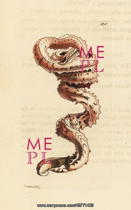 : Slit worm shell, Tenagodus anguinus : Slit worm shell, Tenagodus anguinus