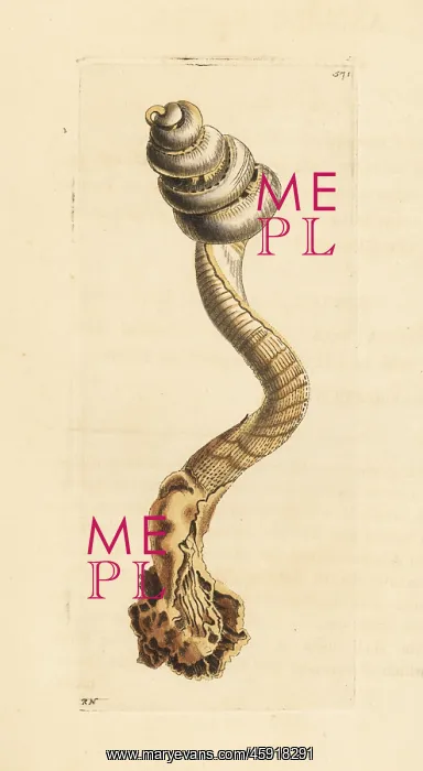 : Slit worm shell, Tenagodus anguinus : Slit worm shell, Tenagodus anguinus