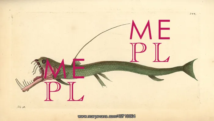 : Sloane's viperfish, Chauliodus sloani : Sloane's viperfish, Chauliodus sloani
