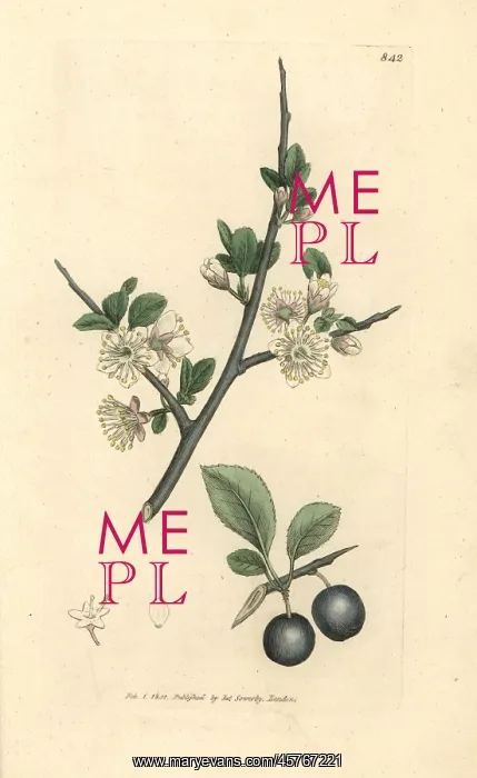 : Sloe or blackthorn tree, Prunus spinosa : Sloe or blackthorn tree, Prunus spinosa
