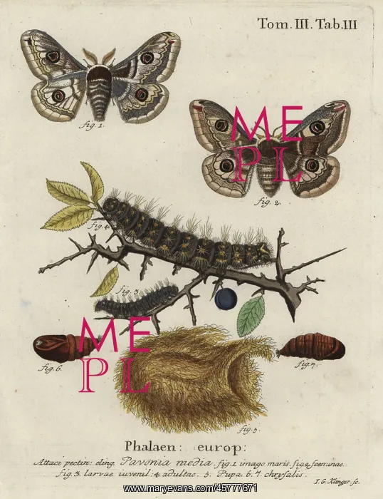 : Sloe emperor moth, Saturnia spini : Sloe emperor moth, Saturnia spini