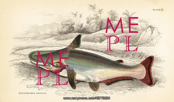 : Slopehead catfish, Ageneiosus inermis : Slopehead catfish, Ageneiosus inermis