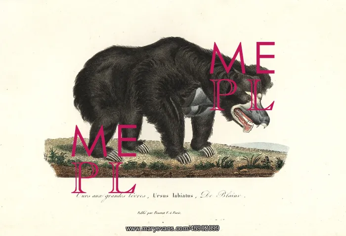 : Sloth bear, Melursus ursinus : Sloth bear, Melursus ursinus