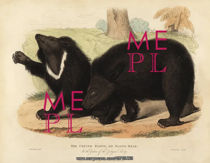 : Sloth bear, Melursus ursinus. Vulnerable : Sloth bear, Melursus ursinus. Vulnerable
