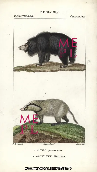 : Sloth bear, Ursus ursinus (vulnerable) and : Sloth bear, Ursus ursinus (vulnerable) and