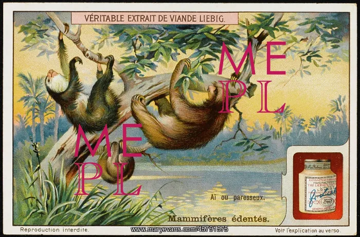  : SLOTH (LIEBIG)