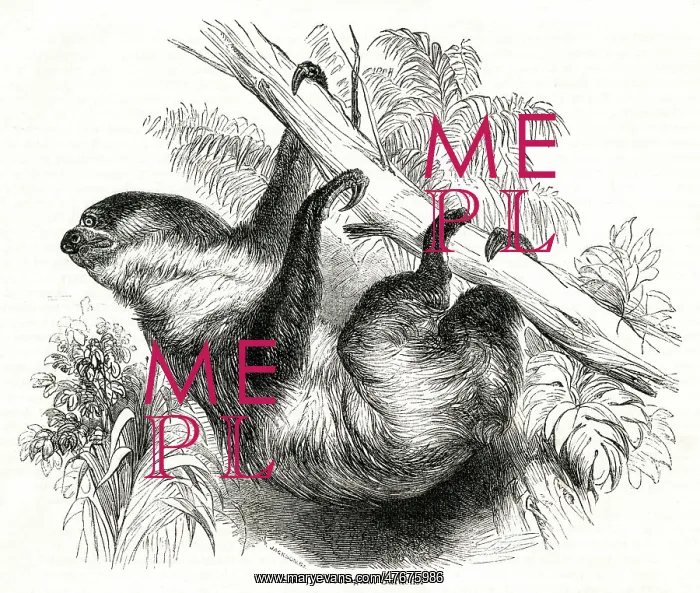  : Sloth in the Zoological Society Gardens