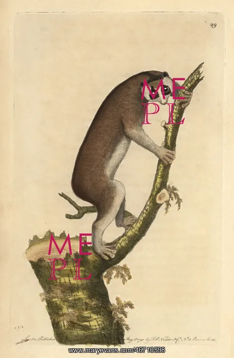 : Slow-paced lemur or red slender loris, Loris tardigradus : Slow-paced lemur or red slender loris, Loris tardigradus