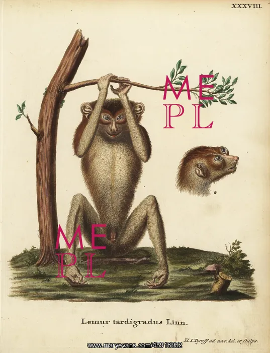 : Slow-paced lemur or red slender loris, Loris : Slow-paced lemur or red slender loris, Loris
