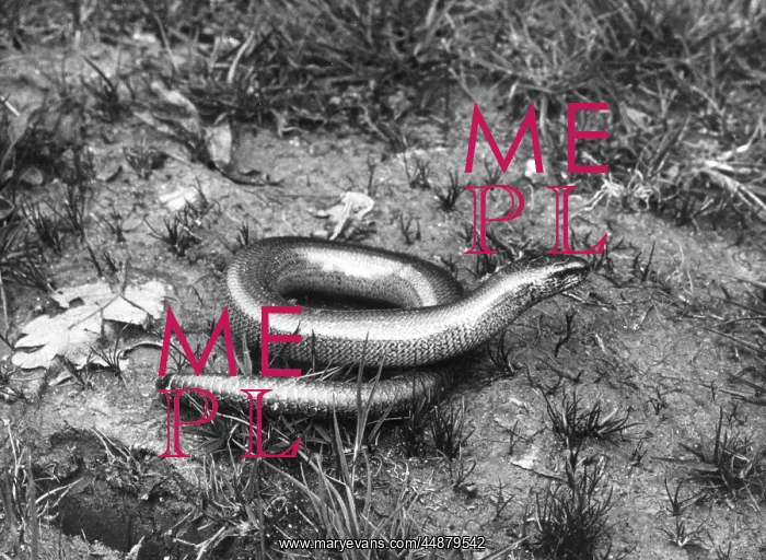 : SLOW WORM. A Slow Worm is superficially like a snake : SLOW WORM. A Slow Worm is superficially like a snake