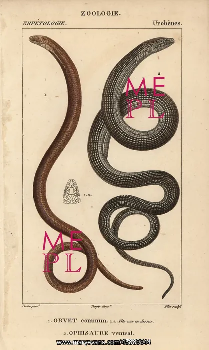 : Slow worm, Anguis fragilis, and Eastern glass : Slow worm, Anguis fragilis, and Eastern glass