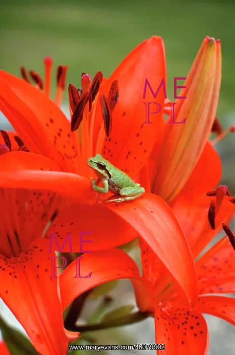 : Small American Green Tree Frog Sitting on an Orange : Small American Green Tree Frog Sitting on an Orange