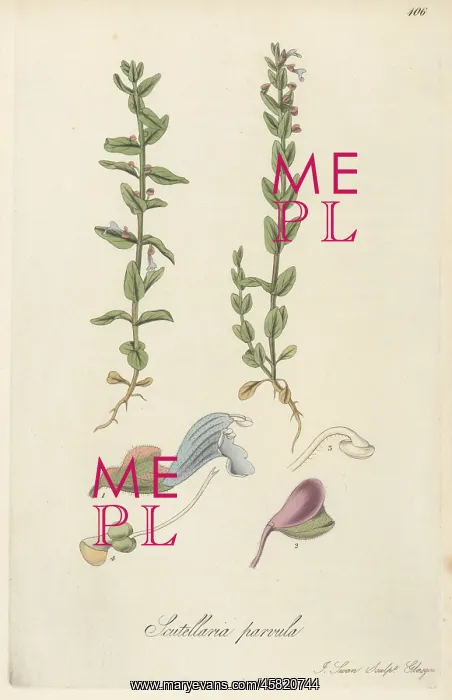 : Small American skullcap, Scutellaria parvula : Small American skullcap, Scutellaria parvula