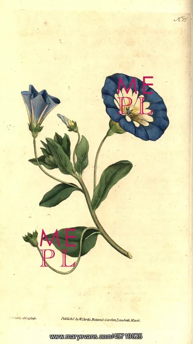 : Small bindweed, Convolvulus tricolor : Small bindweed, Convolvulus tricolor