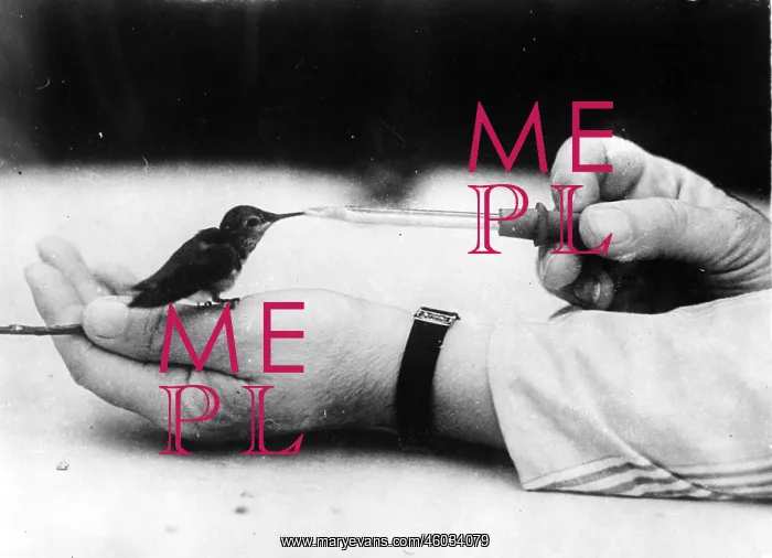 : A small bird at the feeding : A small bird at the feeding