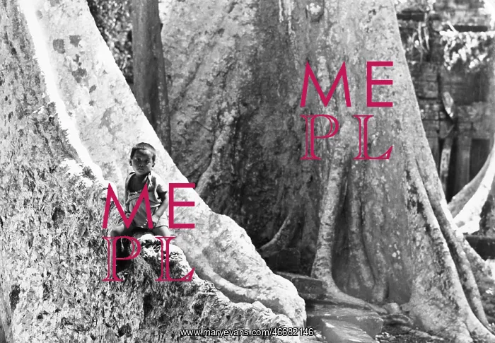 : Small boy on large tree, Angkor, Cambodia : Small boy on large tree, Angkor, Cambodia
