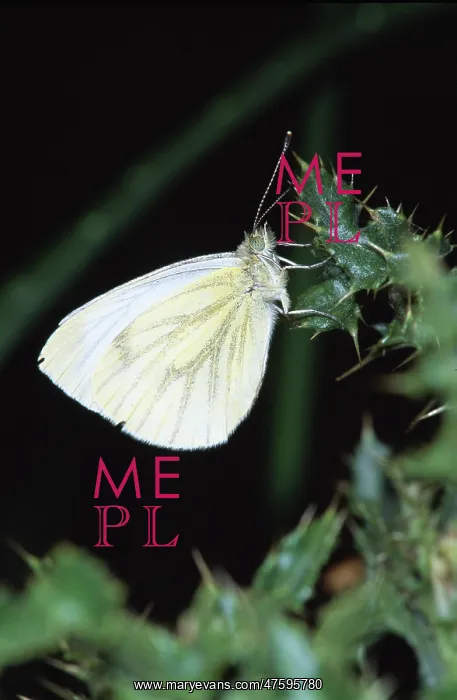  : Small cabbage white butterfly (Pieris rapae)