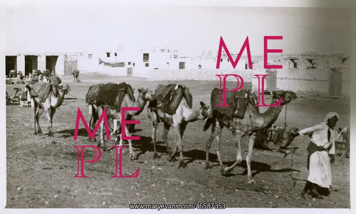 : A small camel train at Jeddah : A small camel train at Jeddah